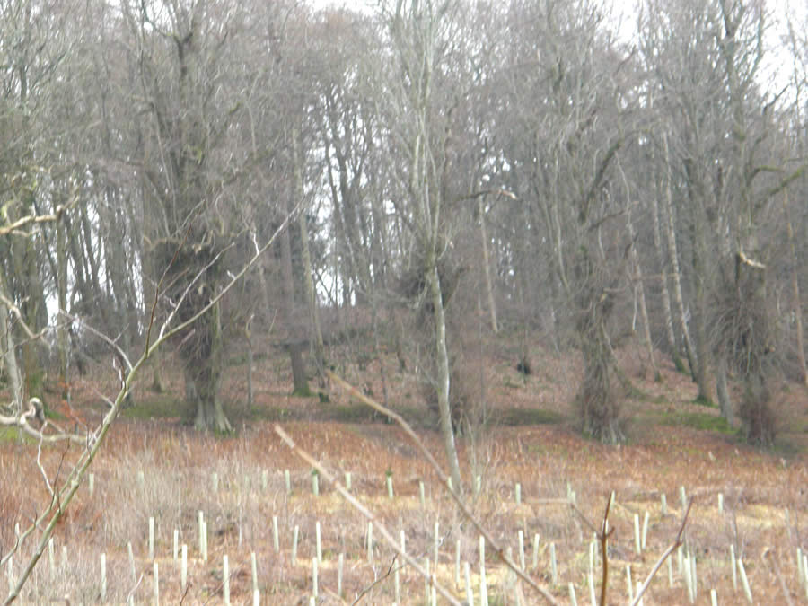 Selkirk Castle Motte