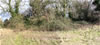 Pinsley Motte Picture 3